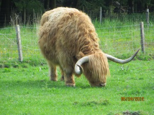 Scottish Hairy Cows